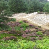 0609F 38 Rotterdam-Leer